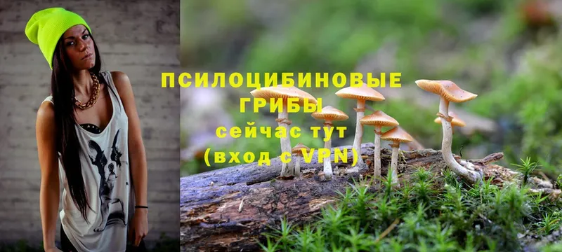 маркетплейс какой сайт  Михайловск  OMG ТОР  Галлюциногенные грибы Magic Shrooms  закладка 